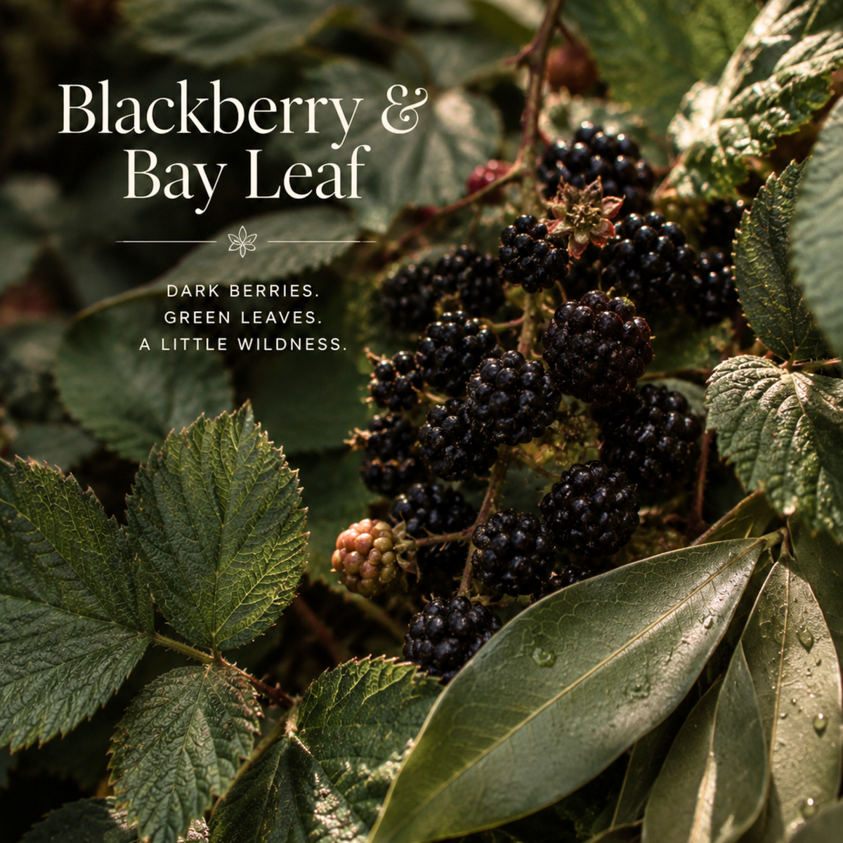 Zarza - Wild Blackberry & Bay Leaf Candle